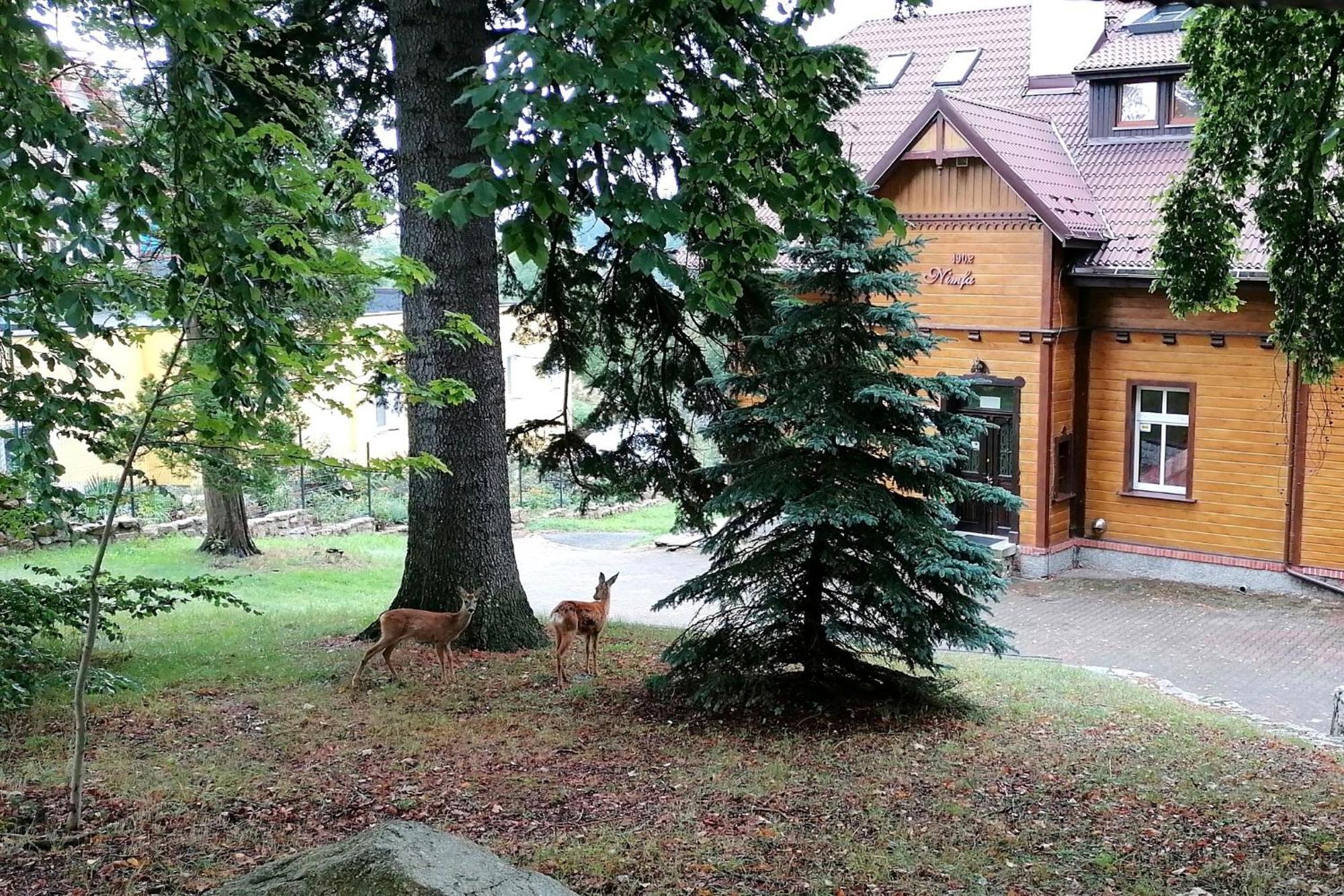 Willa Nimfa Apartamenty W Centrum Шклярска-Поремба Экстерьер фото